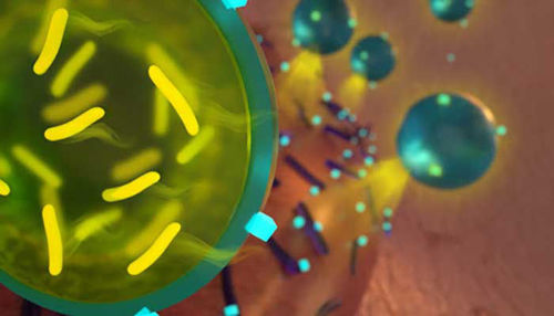 Zakaj ob antibiotiku jemati tudi probiotik?
