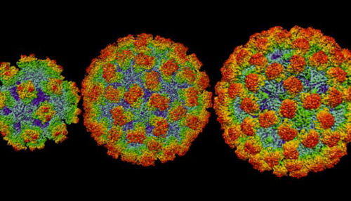 Trebušna viroza - simptomi, zdravljenje in preventiva
