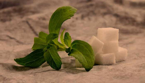 Kaj je stevia? Katere so njene koristi?
