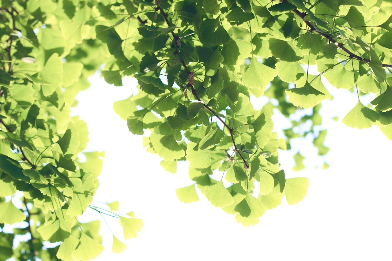 ginko 2